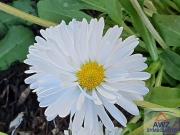 Werden Sie Teil einer grünen Erfolgsgeschichte:... Werden Sie Teil einer grünen Erfolgsgeschichte:...