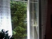 WG Zimmer mit 1 Schlafzimmer Vienna 1040 ES93885730