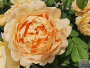 Wohnhaus in Villach Land