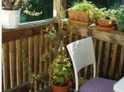 Wohnung Immobilie Linz GS98453412