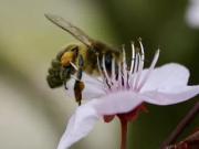 Wohnung kaufen Bad Reichenhall Terrassentraum! Wunderschöne.