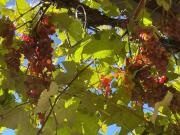 Wohnung mieten Gilching Gartenwohnung, frisch renoviert mit.