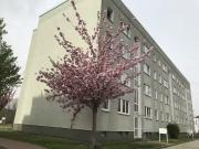 Wohnung mieten Lutherstadt Eisleben Dreiraumwohnung mit...