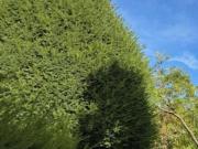 Wohnung mit 1 Schlafzimmer Wien 1180 DS100666123