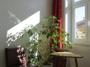 Wohnung mit 2 Schlafzimmer Wien 1070 ES95818163 Wohnung mit 2 Schlafzimmer Wien 1070 ES95818163