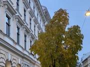 Wohnung mit 4 Schlafzimmer Wien 1070 DS97921278
