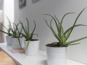 Wohnung Vienna ES99383964