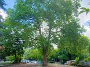 Wohnung zum Kaufen in Dresden 700.000,00 EUR 101 m²