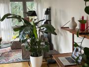 Wonderful flat in Lichterfelde, Berlin, Berlin Amsterdam...