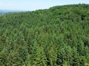 Woodland for sale