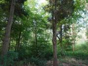 Woodland for sale