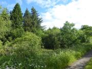 Woodland for sale