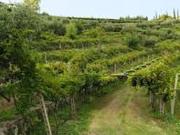 Zafferana,Pisano,azienda agricola