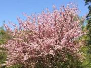 Zimmer mieten in Hamburg 22119 24 m²