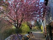 Zu Verkaufen 7 Schlafzimmer Haus Schafflund Deutschland...