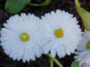 Zu vermieten: Zwei Zimmer Wohnung in renoviertem Altbau!